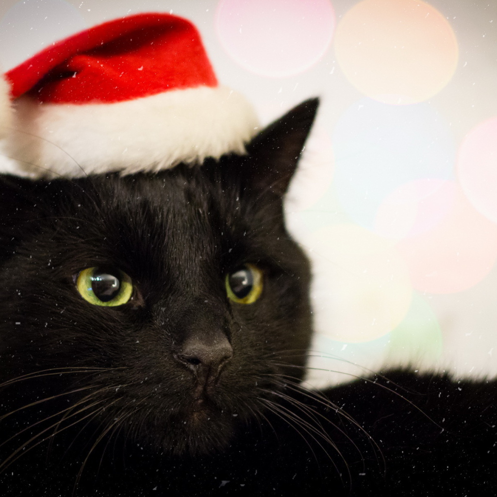 Новогодний наряд бомбейской кошки