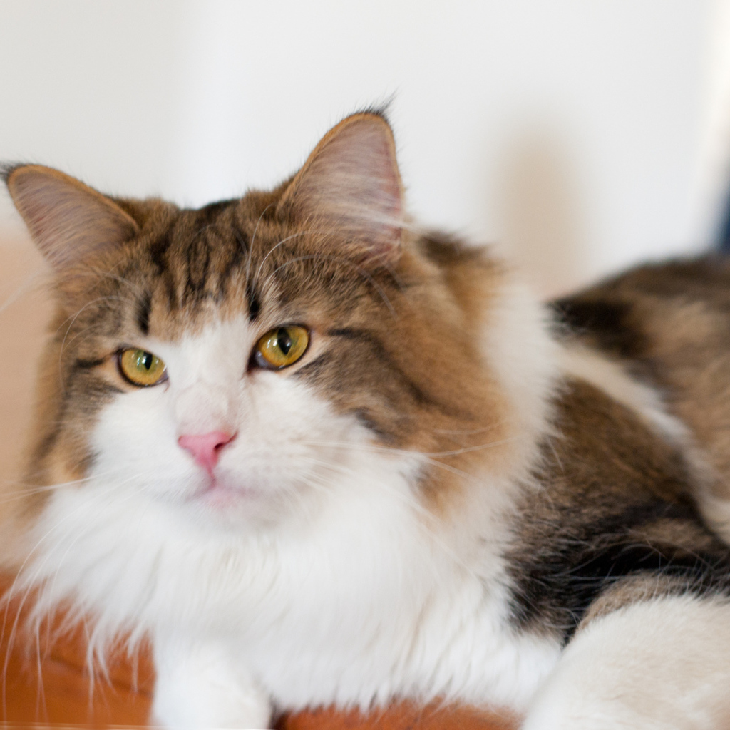 Благородная норвежская лесная кошка