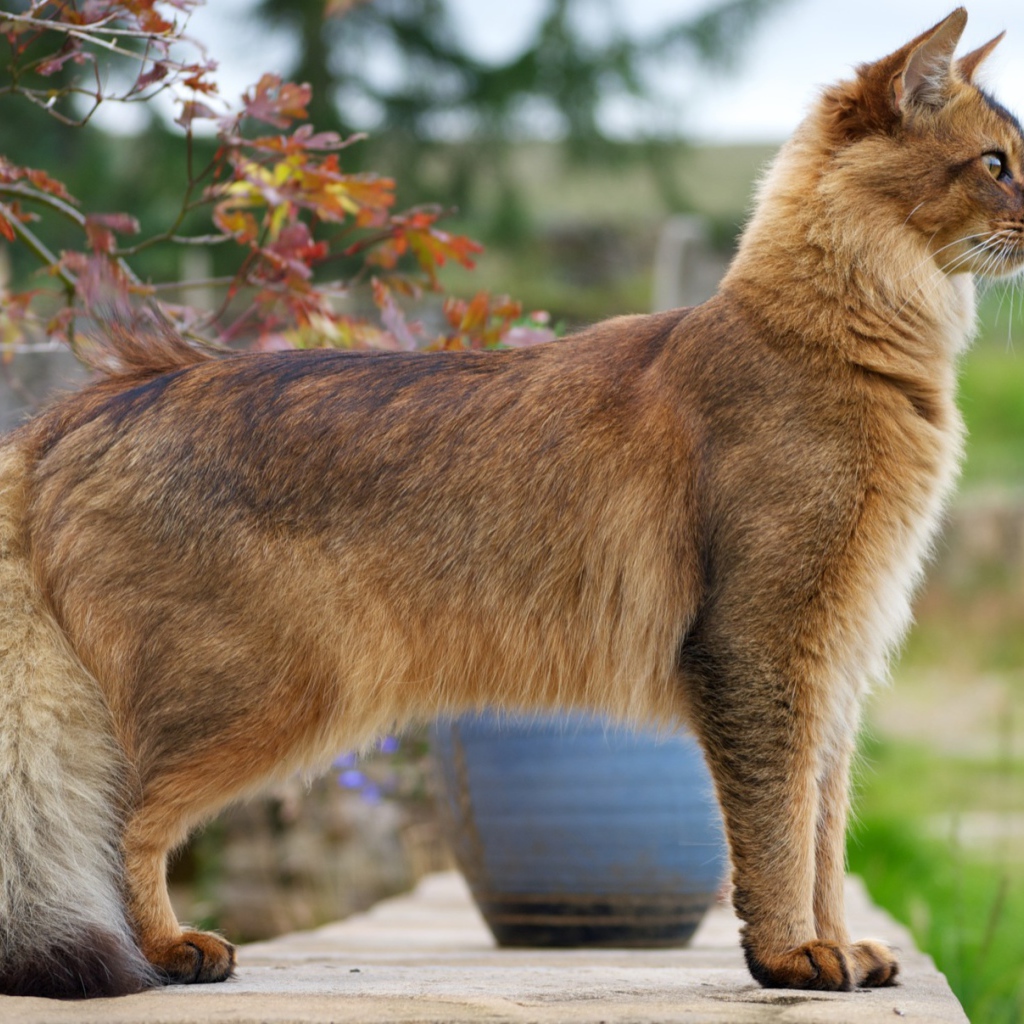 Благородная сомалийская кошка