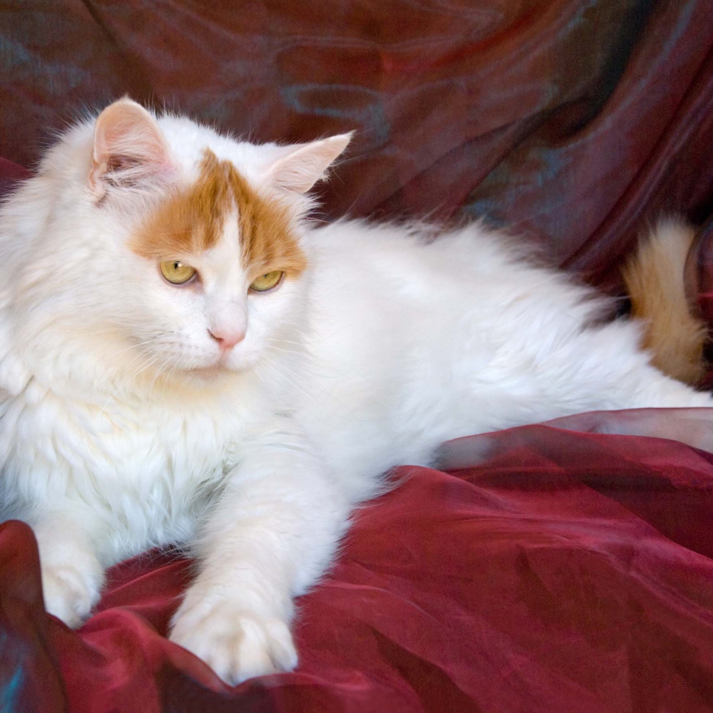 Благородный турецкий ван