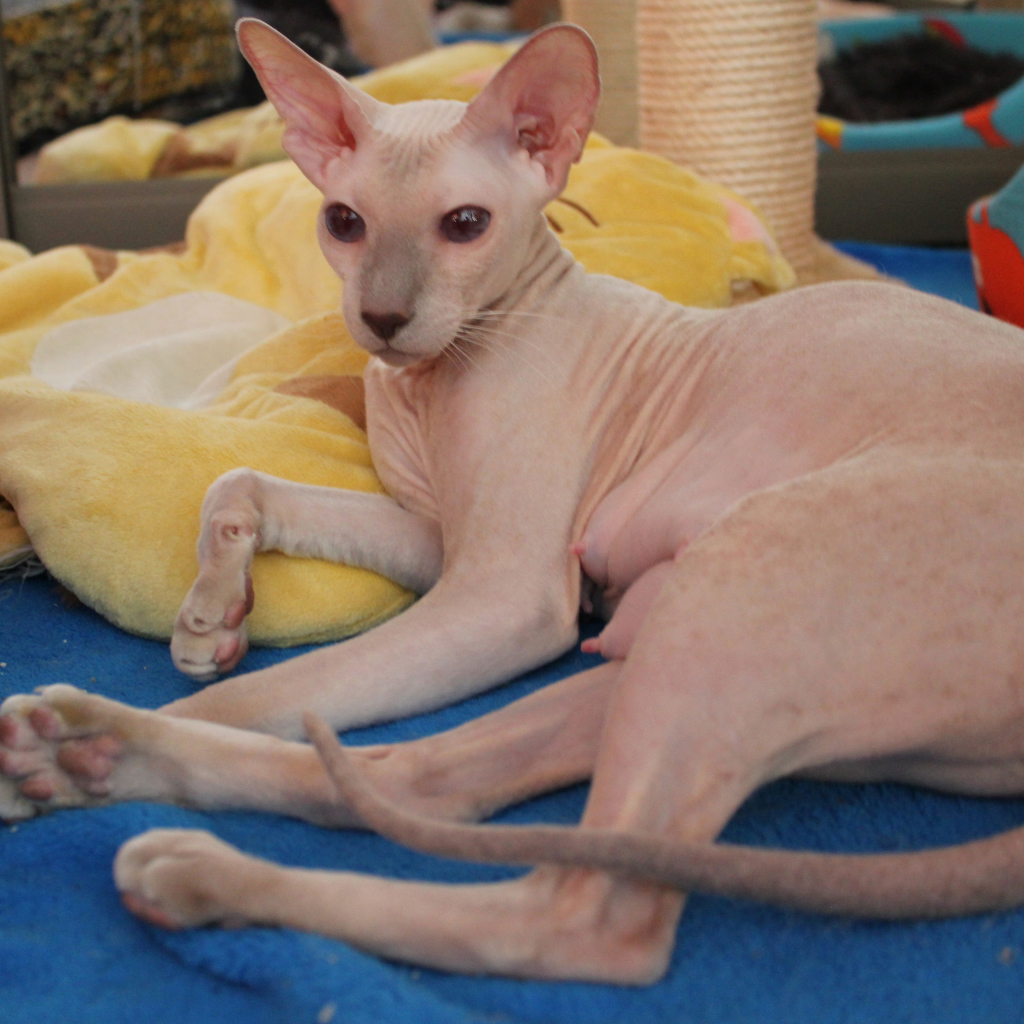 Благородная порода петерболд