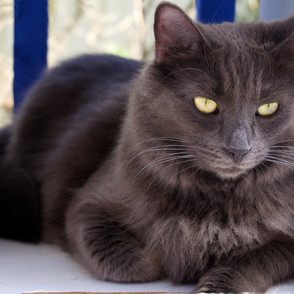 Благородный кот нибелунг