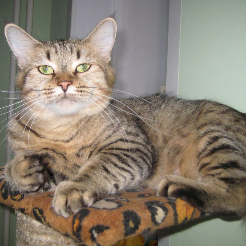 Благородный кот пиксибоб