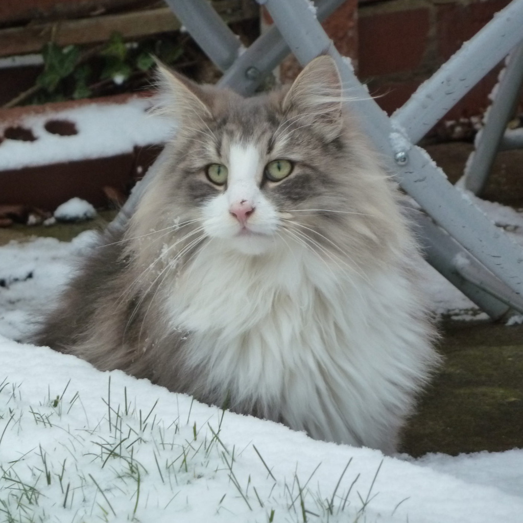 Норвежская лесная кошка зимой