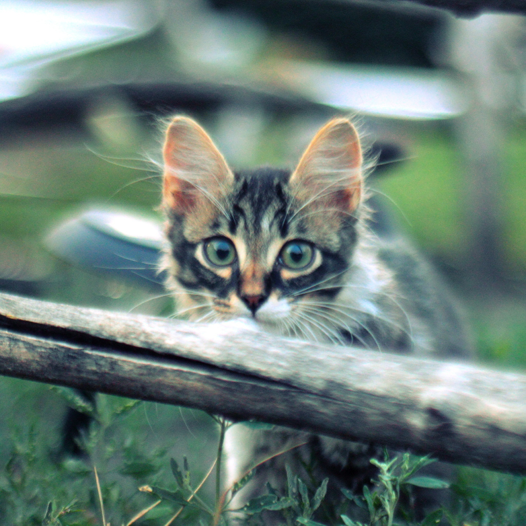 Котенок норвежской лесной кошки