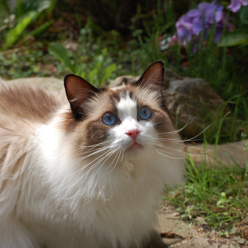 Голубоглазая кошка рэгдолл