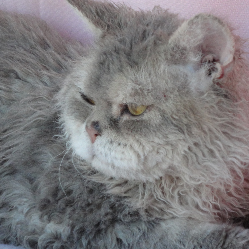 Старый кот селкирк рекс