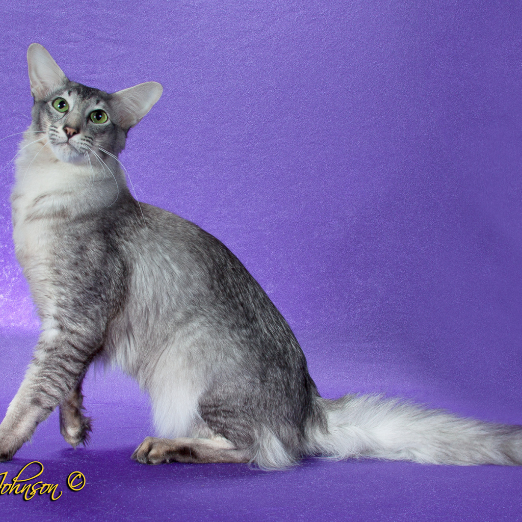 Ориентальная длинношерстная кошка позирует