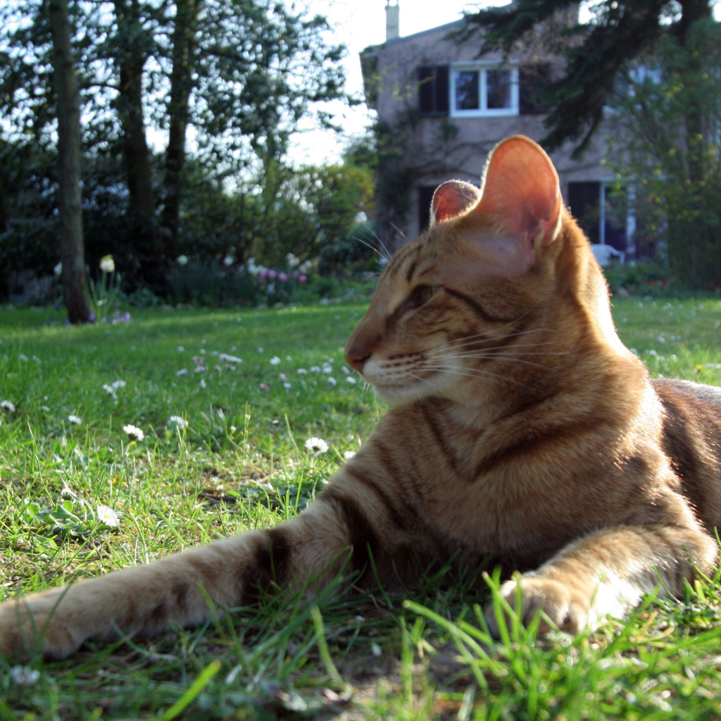 Ориентальная короткошерстная кошка на траве