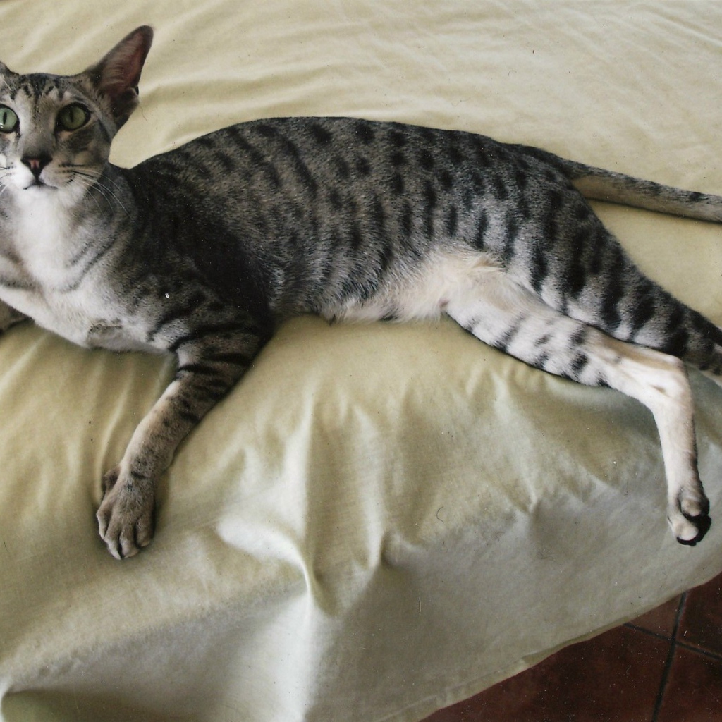 Oriental Shorthair cat on the bed