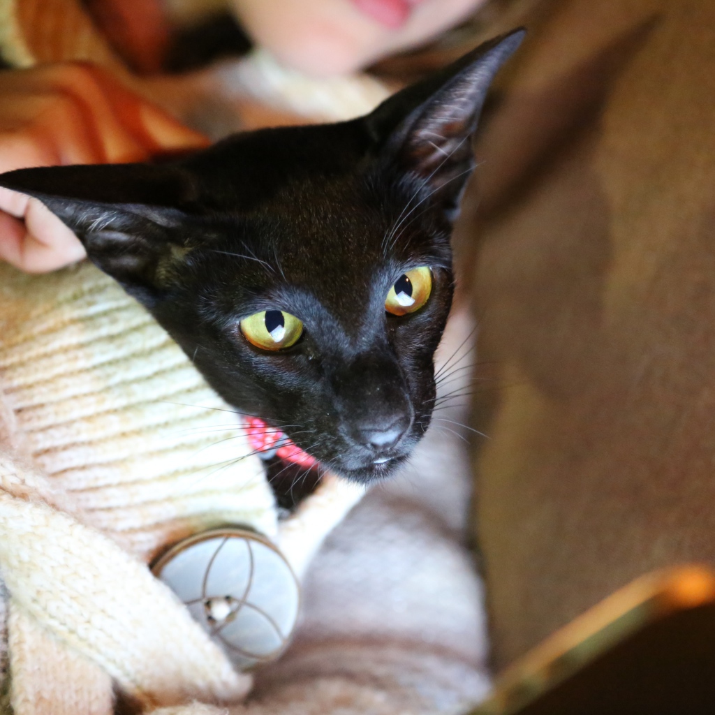 Ориентальная короткошерстная кошка в свитере