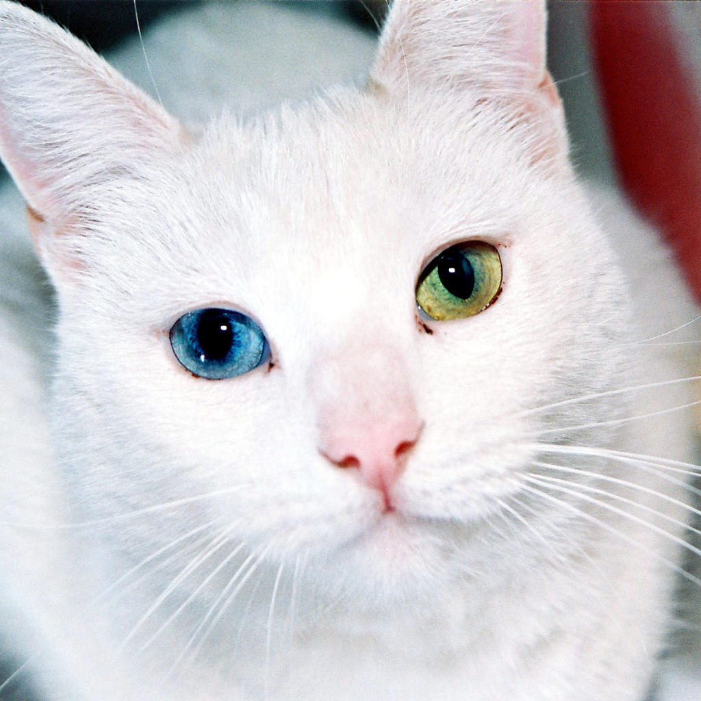 Разные глаза кота турецкая ангора