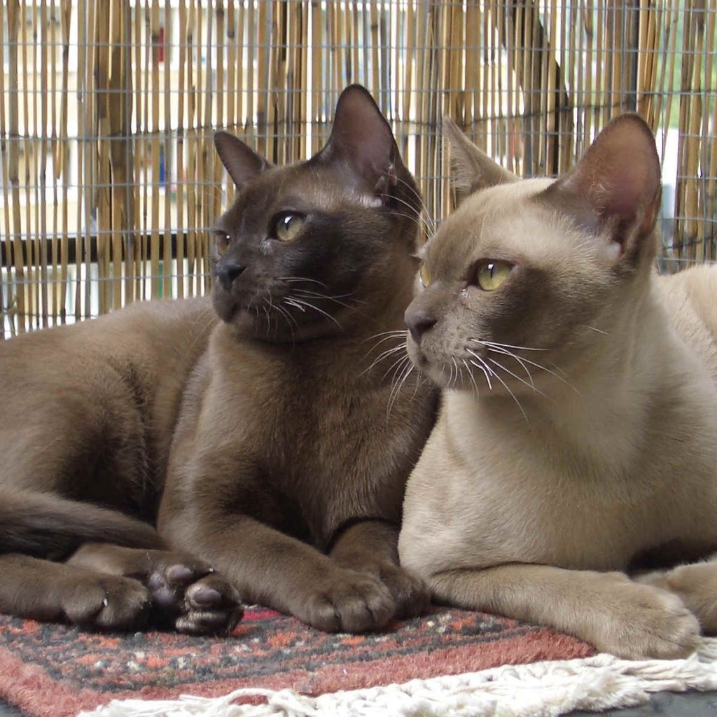 Пара бурманских кошек
