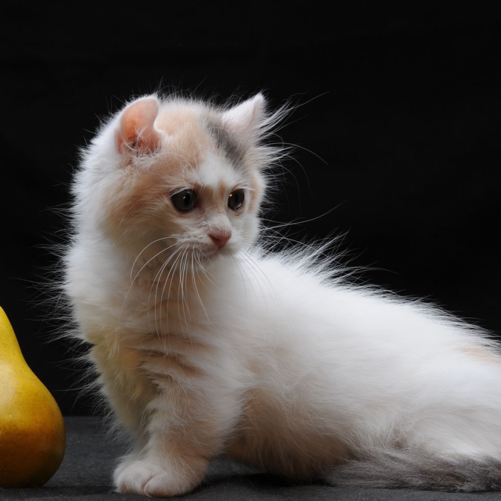 Груша и котенок манчкин