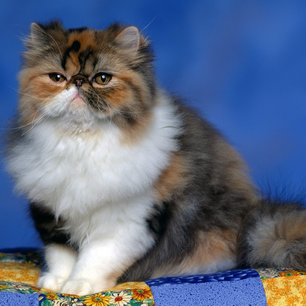 Persian calico kitten