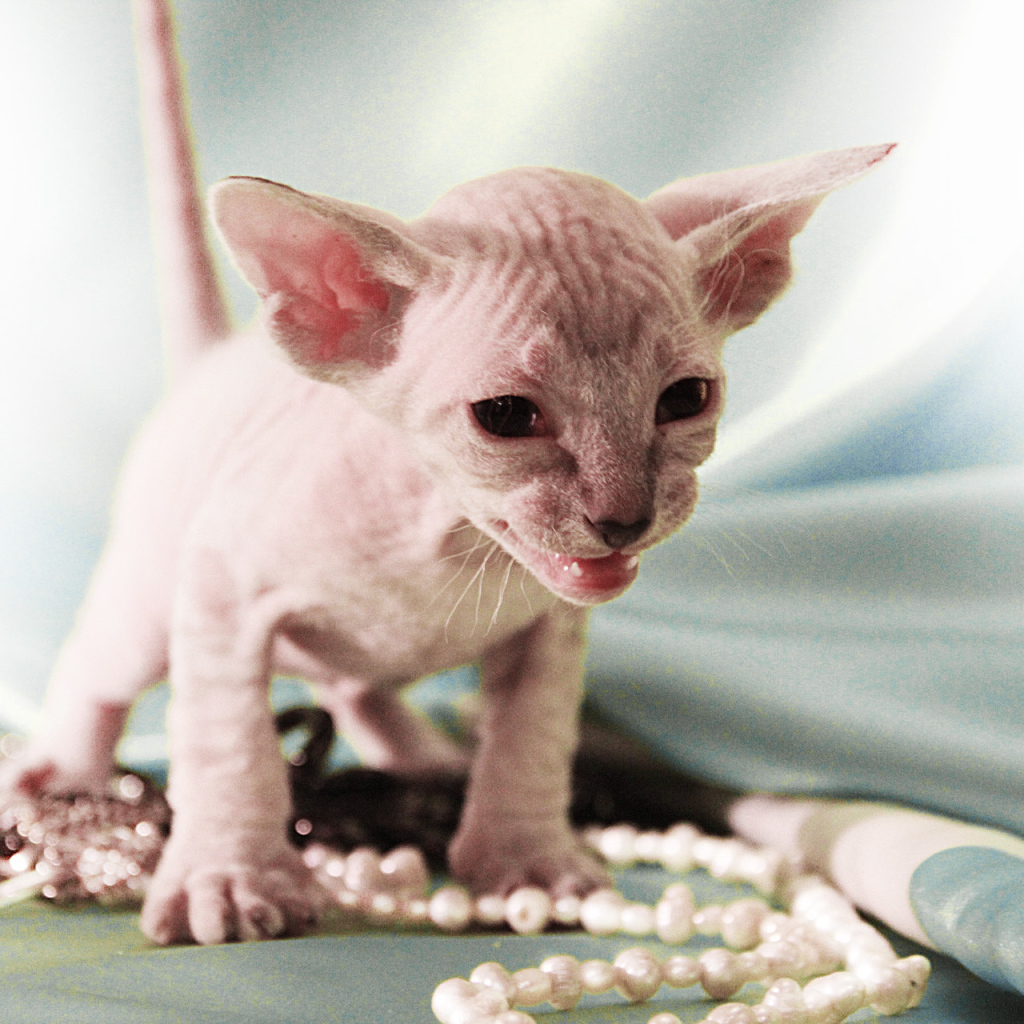 Котенок породы петерболд