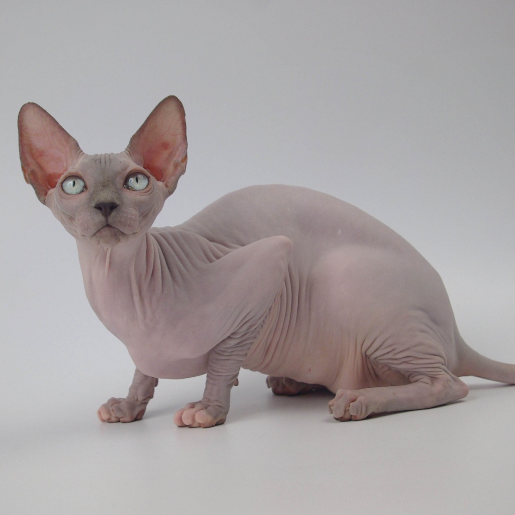 Петербургский сфинкс петерболд