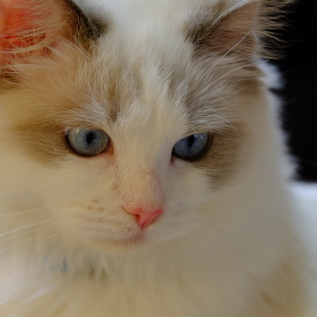 Розовый нос у кошки рэгдолл