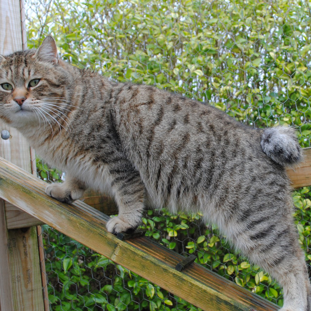 Пиксибоб на природе