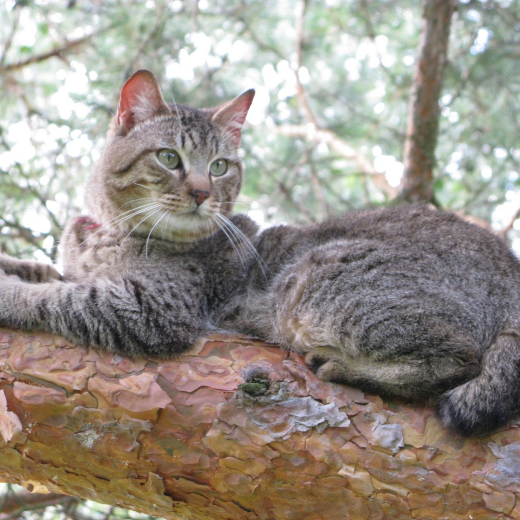 Кот пиксибоб на дереве