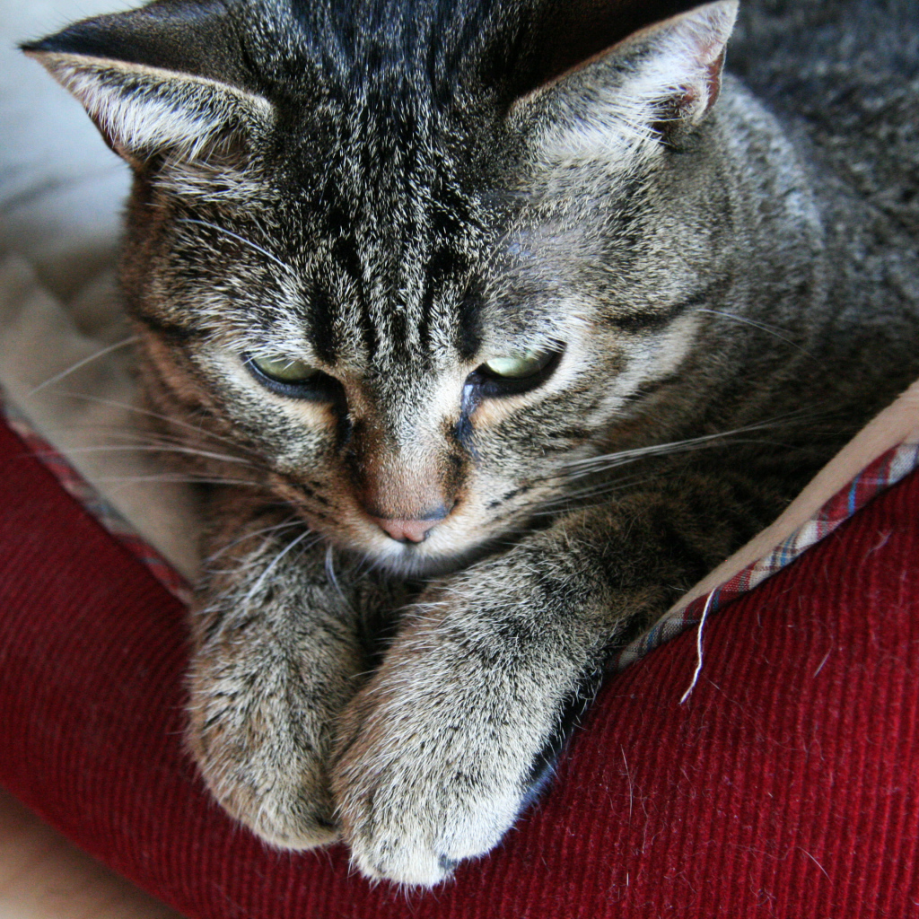 Пиксибоб свесил лапки