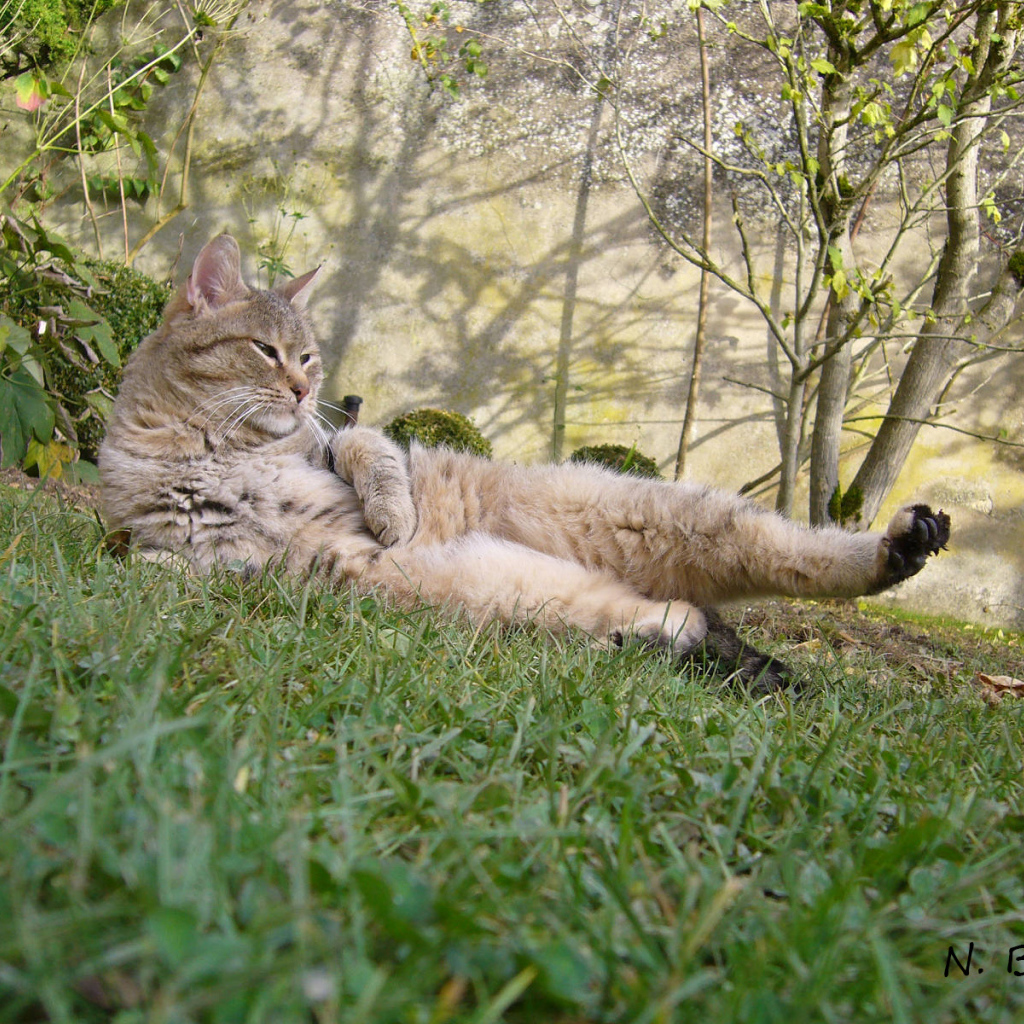 Пиксибоб гуляет на улице