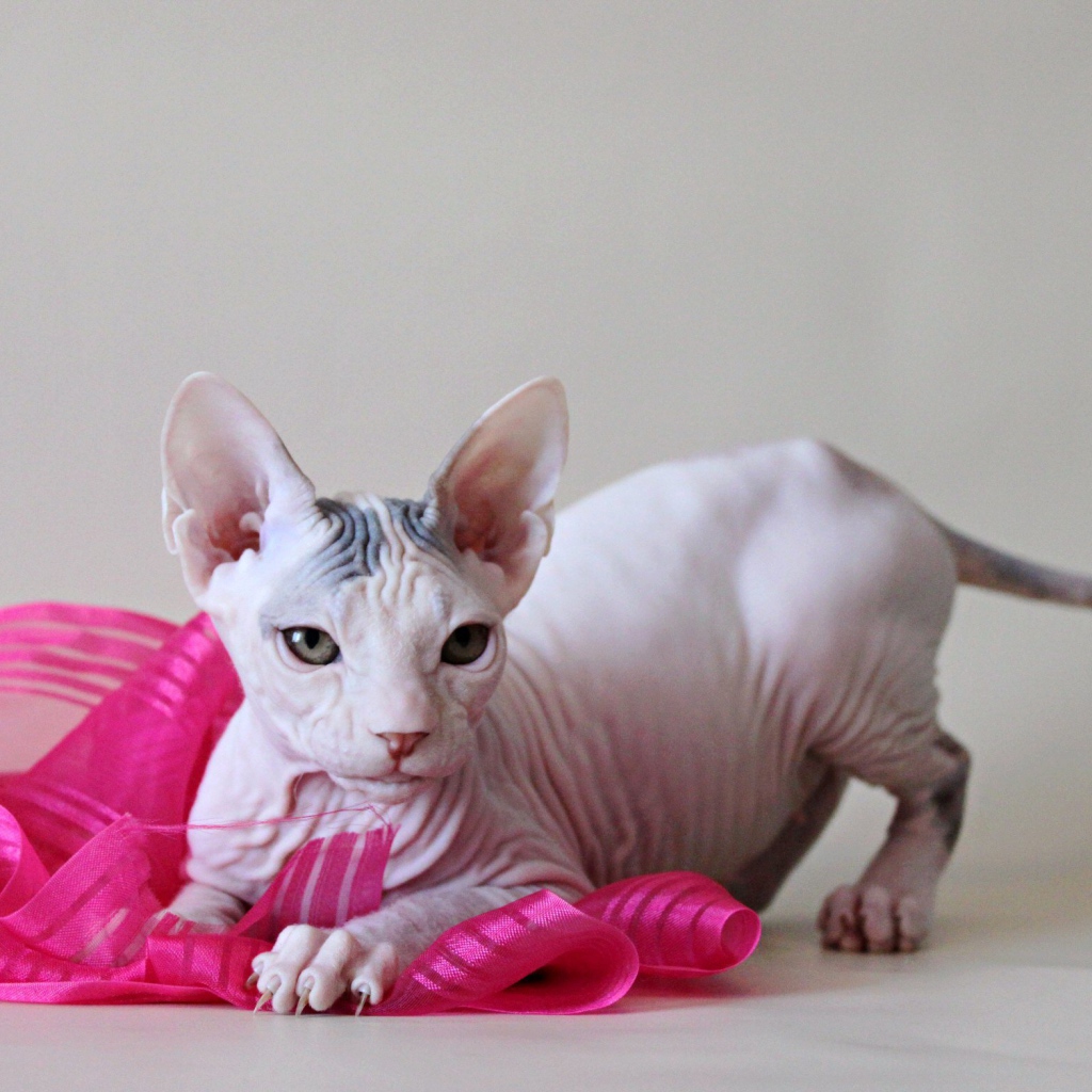 Игривый кот петерболд