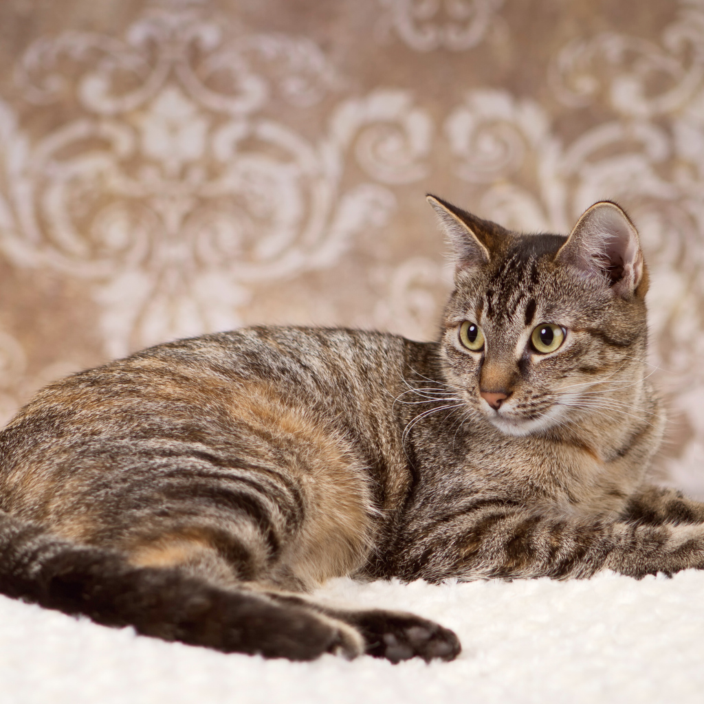 Игривая кошка на ковре