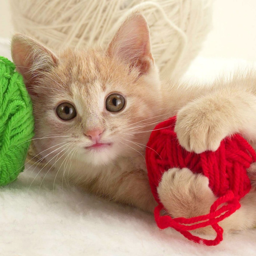 Игривый котенок