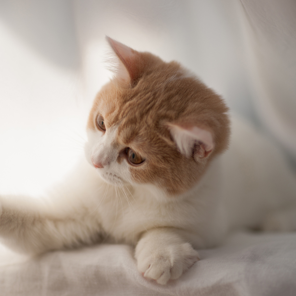 Игривый котенок