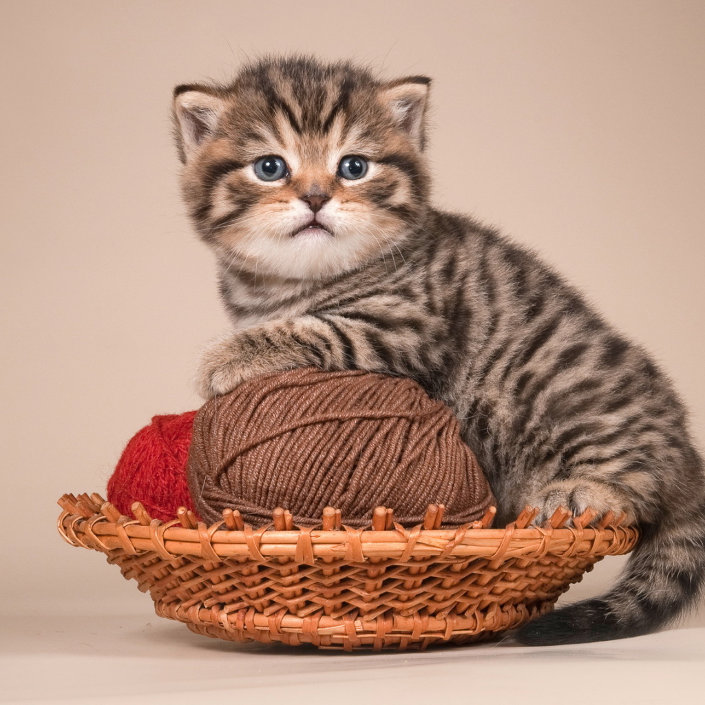 Игривый котенок британской короткошерстной кошки