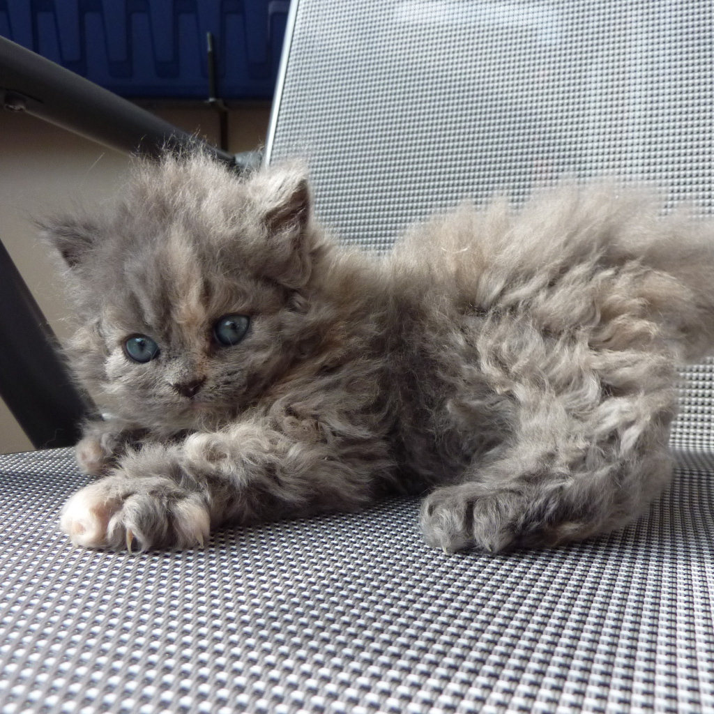 Игривый котенок селкирк рекс