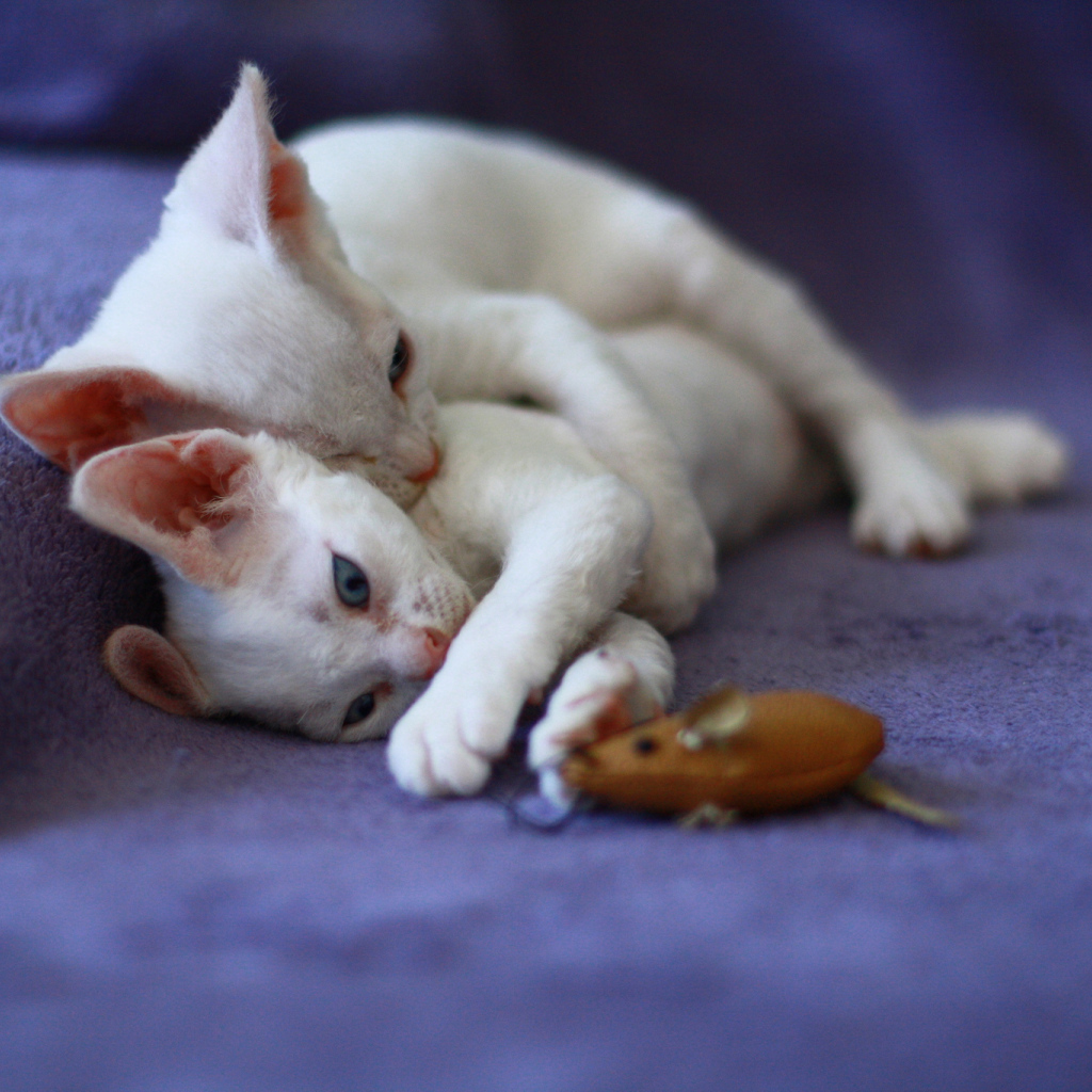 Игривые котята девон-рекс