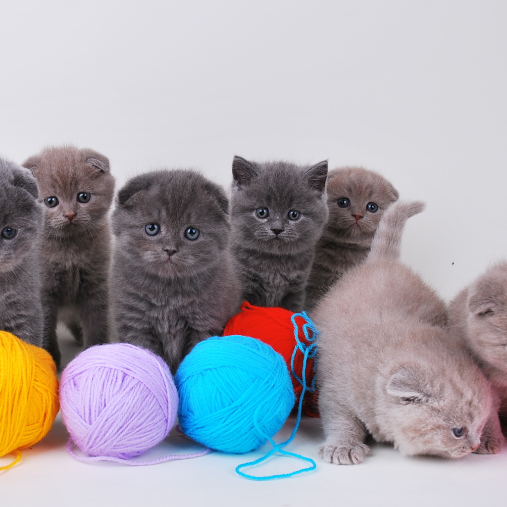 Игривые котята шотландской кошки