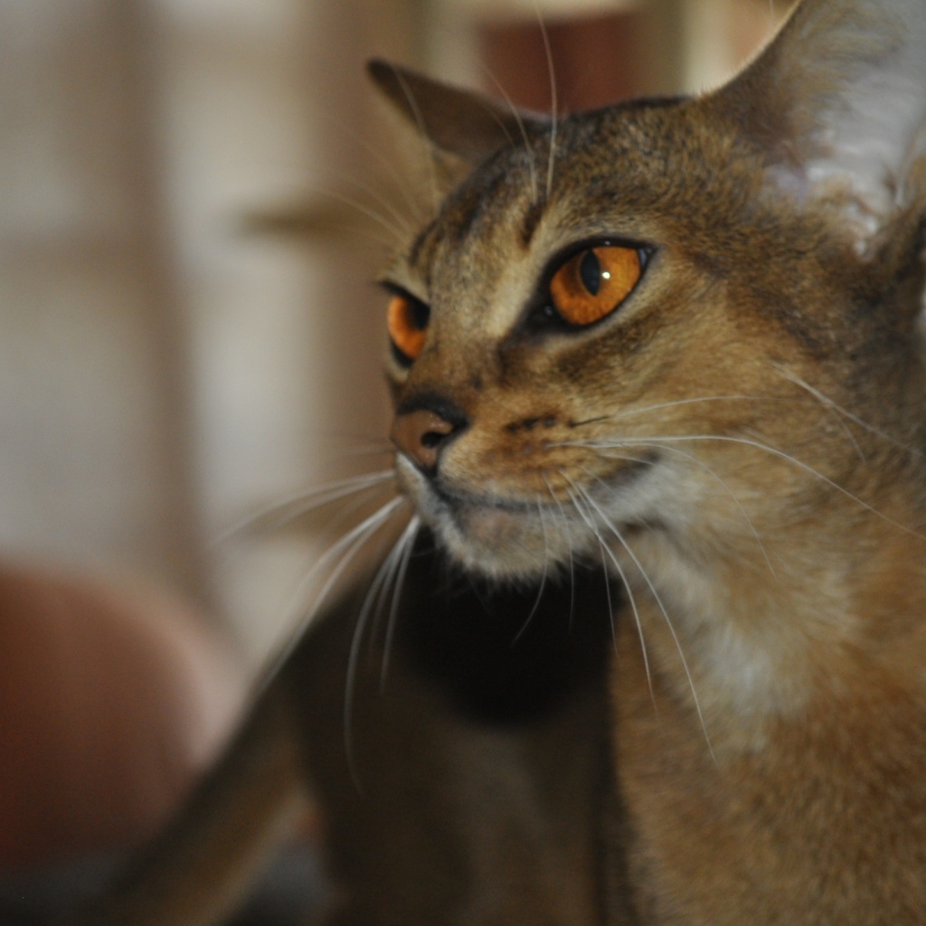 Гордая абиссинская кошка