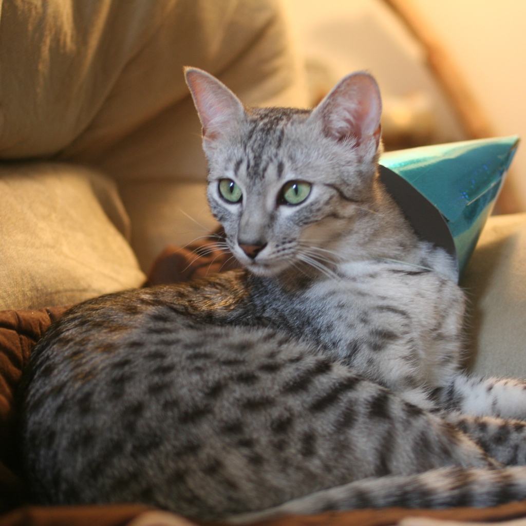 Гордая египетская мау