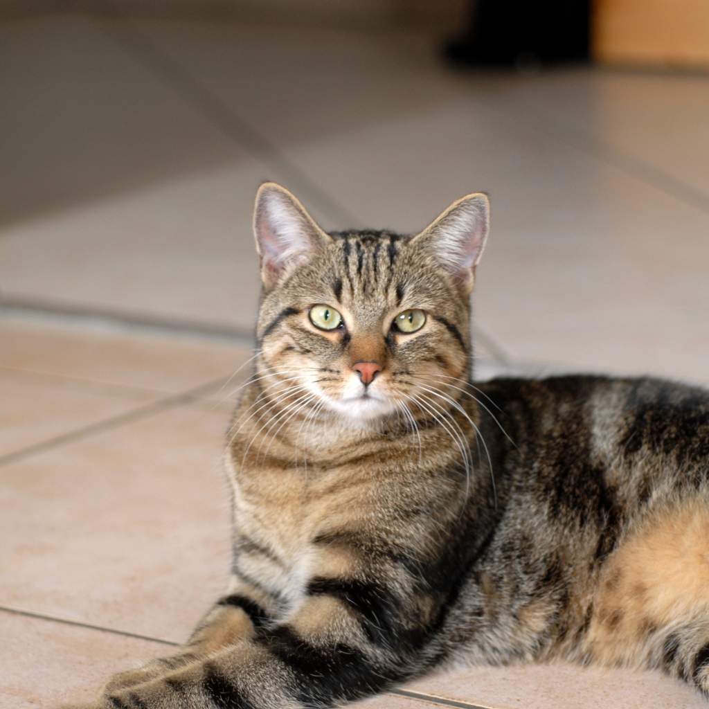 Гордая европейская короткошерстная кошка