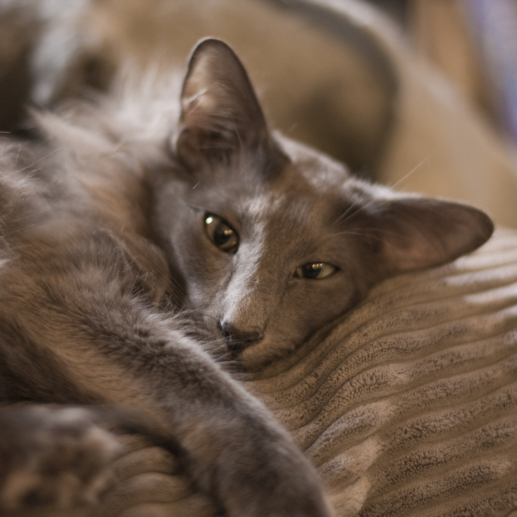 Гордая ориентальная длинношерстная кошка