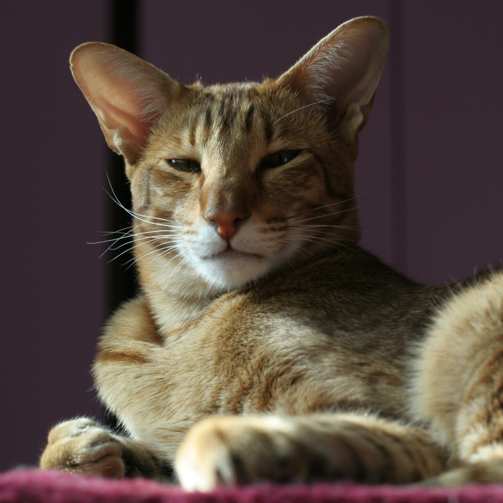 Гордая ориентальная короткошерстная кошка