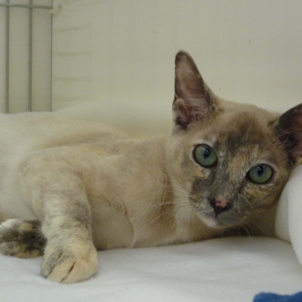 Гордая тонкинская кошка