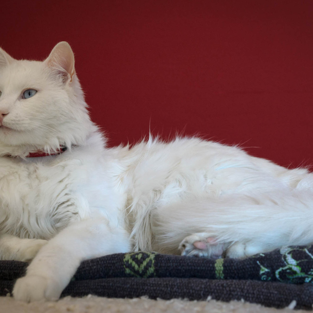 Гордый кот турецкая ангора