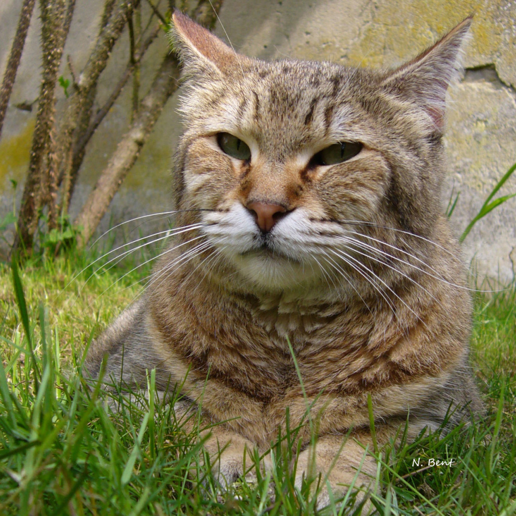 Гордый кот пиксибоб