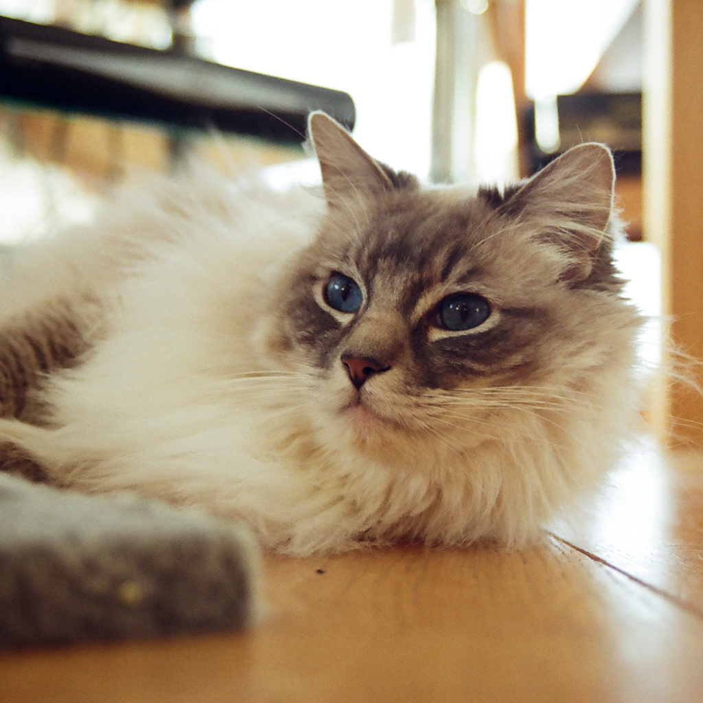 Гордая кошка рэгдолл