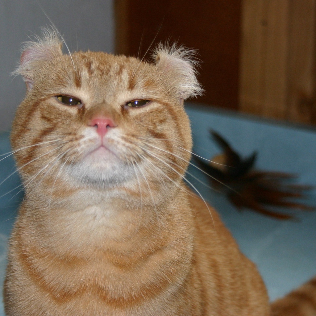 Гордый рыжий американский керл