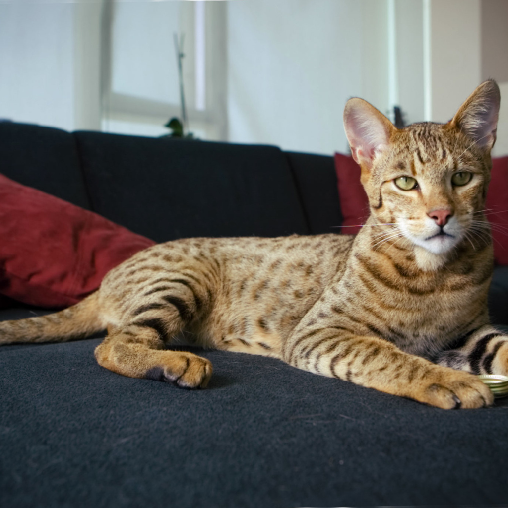 Гордая кошка саванна