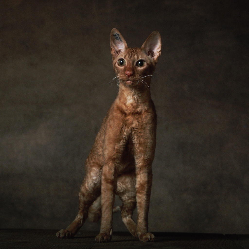 Породистый корниш рекс