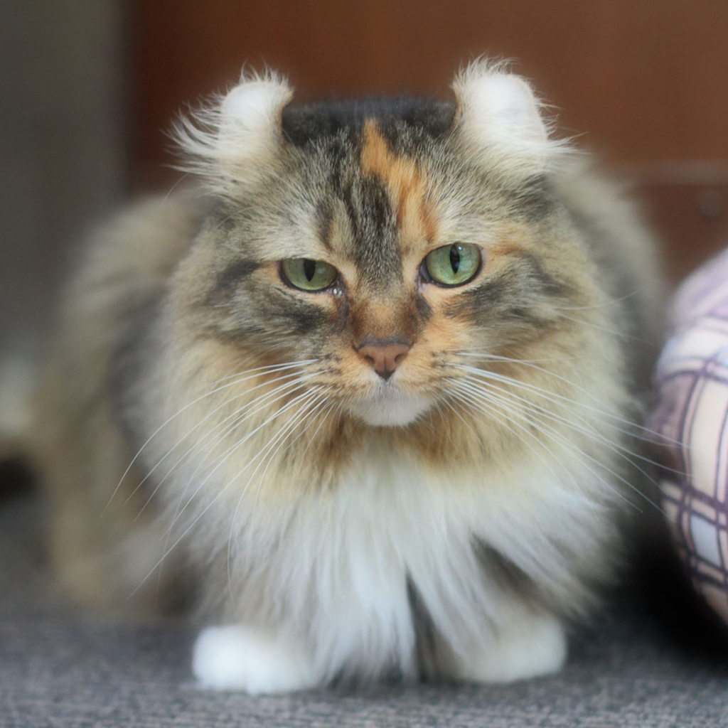 Породистый кот американский керл