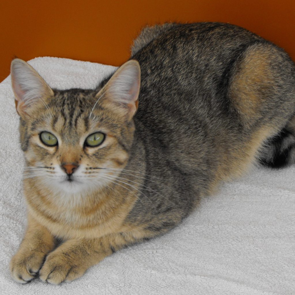 Породистый кот пиксибоб