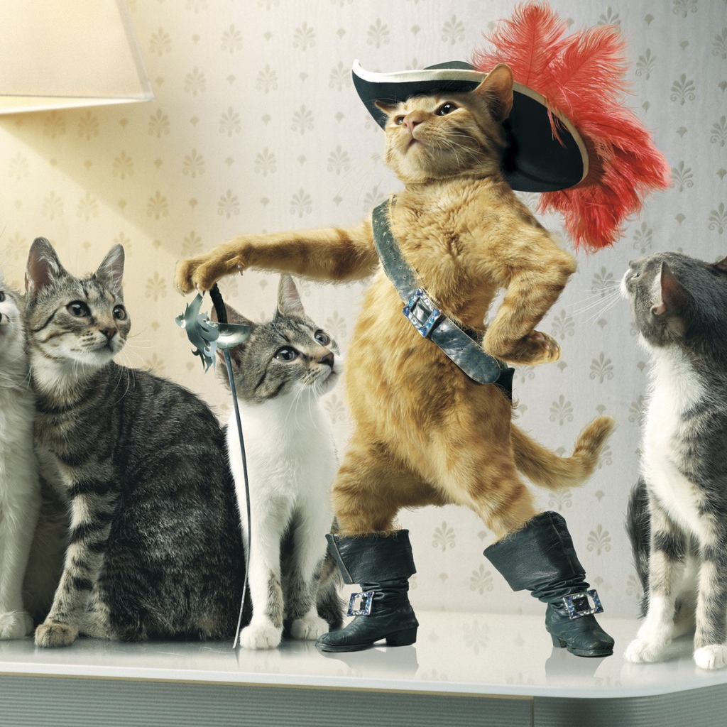 Кот в сапогах среди кошек