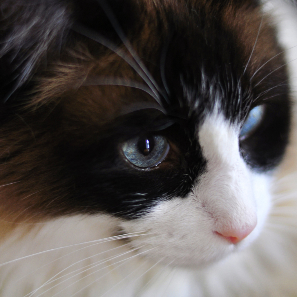 Мордочка кота рэгдолл